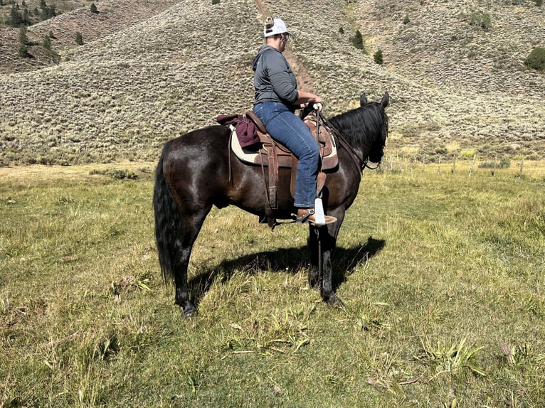 Draft Horse Mix Gelding 7 years 14,3 hh Black in Saint Anthony