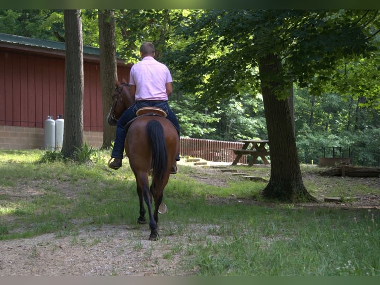 Draft Horse Gelding 7 years 15.1 hh Bay in Saint Joe