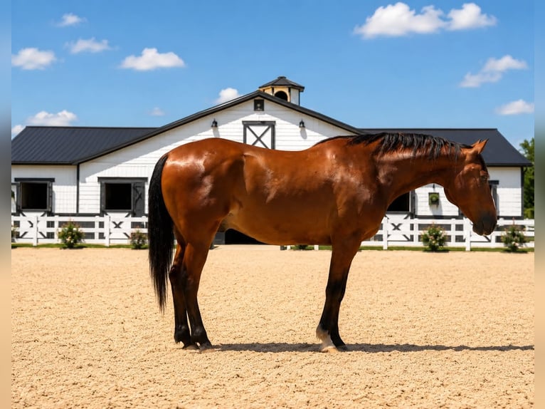 Draft Horse Gelding 7 years 15.1 hh Bay in Saint Joe