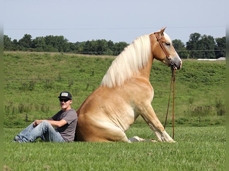 Draft Horse Gelding 7 years 15,1 hh Palomino in Whitley city  Ky