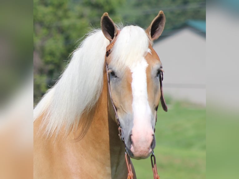 Draft Horse Gelding 7 years 15,1 hh Palomino in Whitley city  Ky