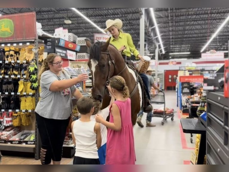 Draft Horse Mix Gelding 7 years 15,2 hh Bay in Ponder