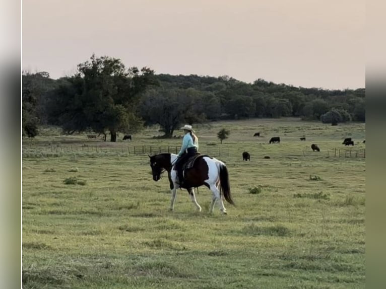 Draft Horse Mix Gelding 7 years 15,2 hh Bay in Ponder