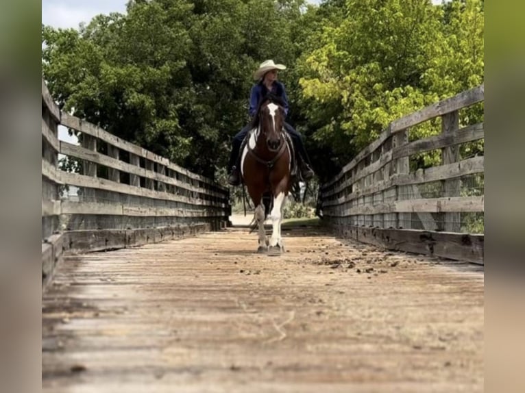 Draft Horse Mix Gelding 7 years 15,2 hh Bay in Ponder