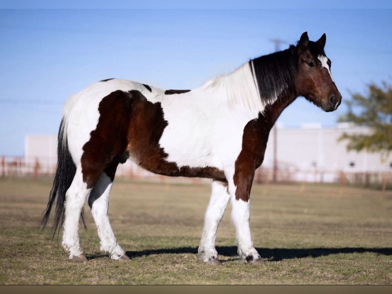 Draft Horse Mix Gelding 7 years 15,2 hh Bay in Ponder