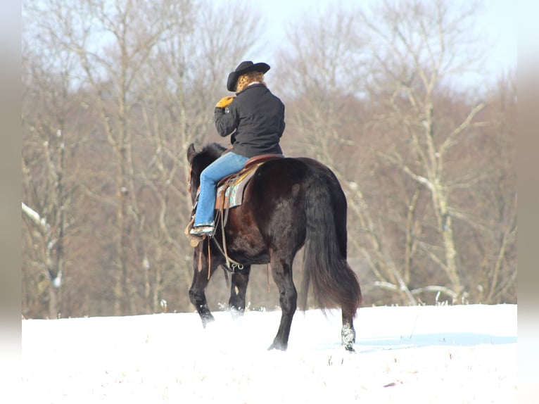 Draft Horse Mix Gelding 7 years 15,2 hh Black in Shippenville