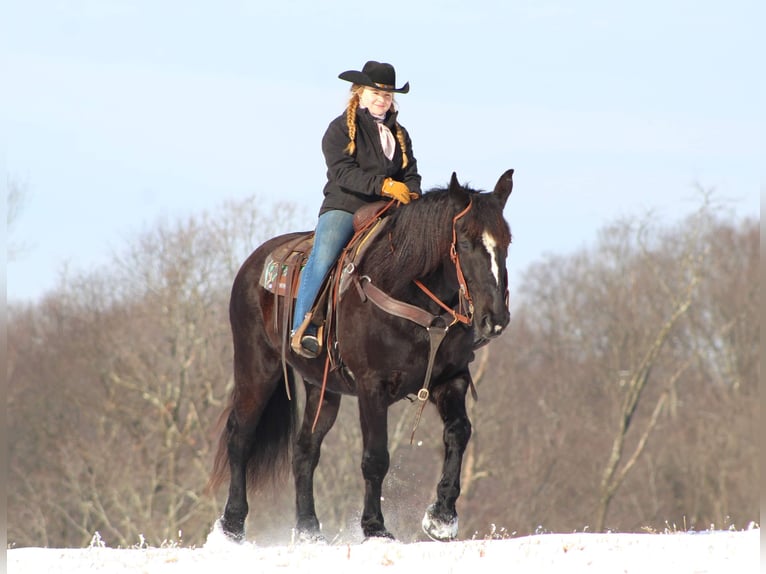 Draft Horse Mix Gelding 7 years 15,2 hh Black in Shippenville