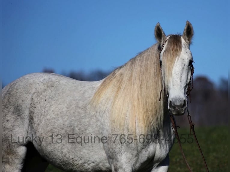 Draft Horse Gelding 7 years 15,2 hh Grey-Dapple in Brodhead, Ky