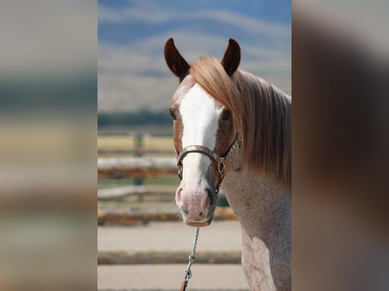 Draft Horse Mix Gelding 7 years 15,2 hh Roan-Red in Dillon, MT