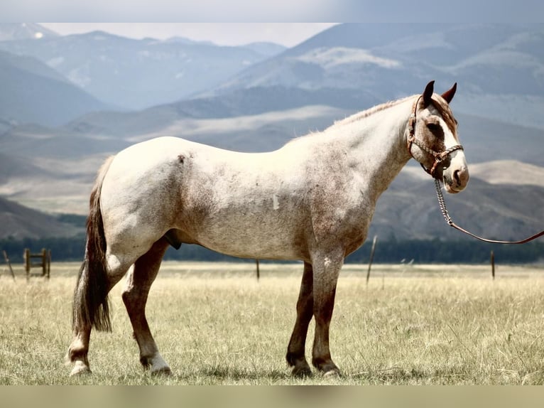 Draft Horse Mix Gelding 7 years 15,2 hh Roan-Red in Dillon, MT