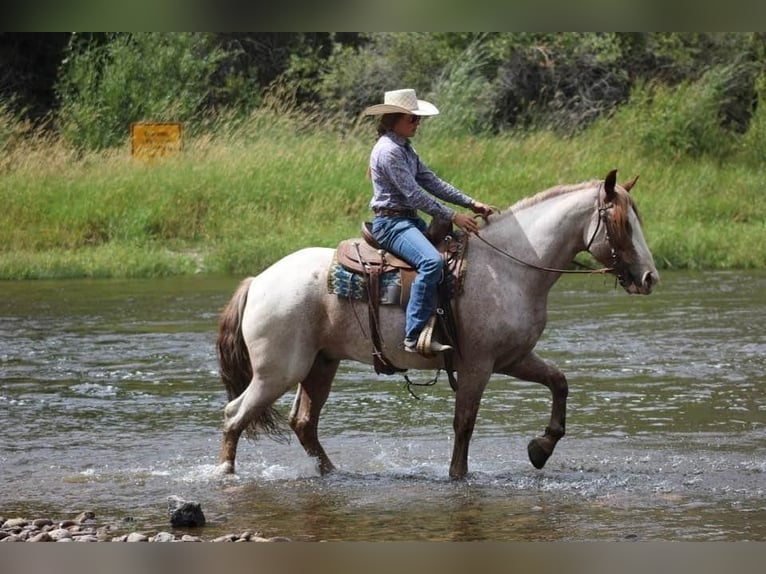 Draft Horse Mix Gelding 7 years 15,2 hh Roan-Red in Dillon, MT