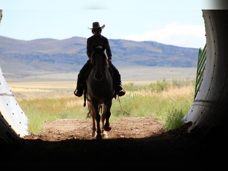 Draft Horse Mix Gelding 7 years 15,2 hh Roan-Red in Dillon, MT