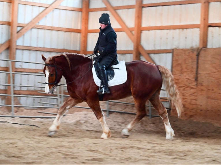 Draft Horse Gelding 7 years 15,2 hh Sorrel in Fairbanks IA
