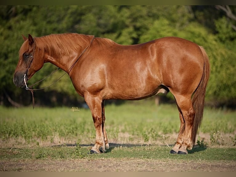 Draft Horse Mix Gelding 7 years 15,2 hh Sorrel in Weatherford, TX