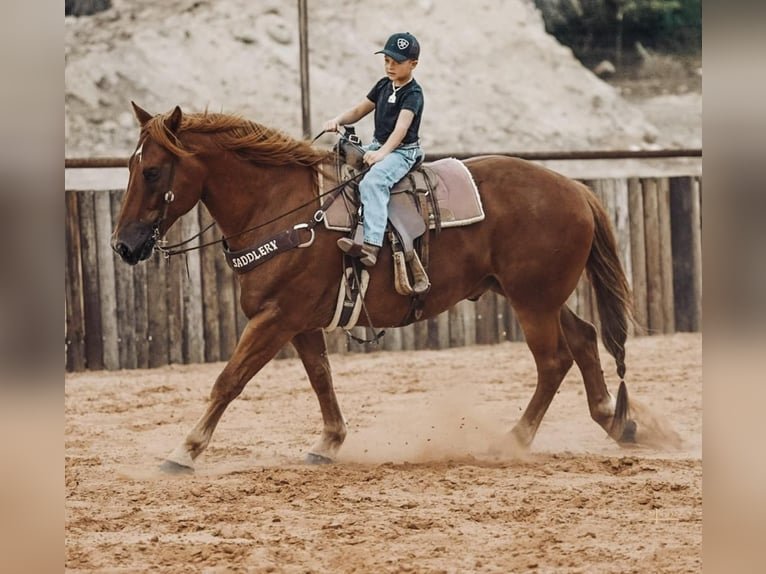 Draft Horse Mix Gelding 7 years 15,2 hh Sorrel in Weatherford, TX