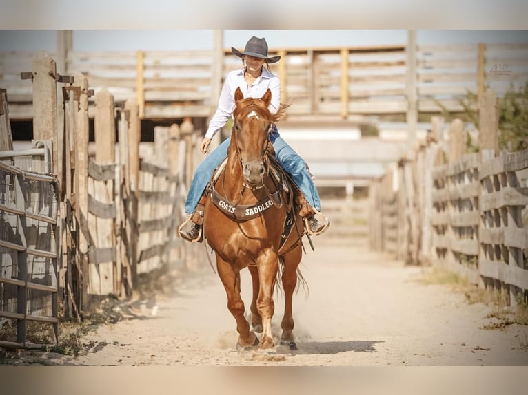 Draft Horse Mix Gelding 7 years 15,2 hh Sorrel in Weatherford, TX