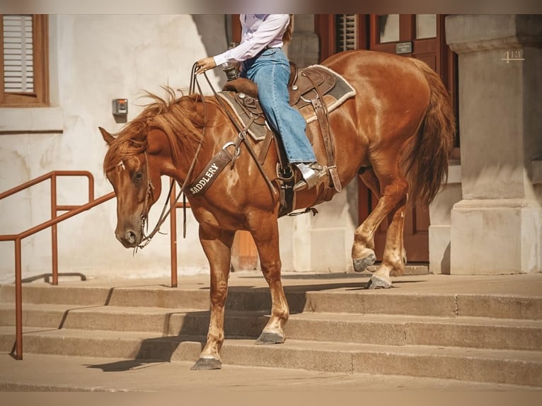 Draft Horse Mix Gelding 7 years 15,2 hh Sorrel in Weatherford, TX