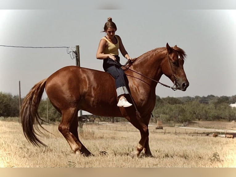 Draft Horse Mix Gelding 7 years 15,2 hh Sorrel in Weatherford, TX