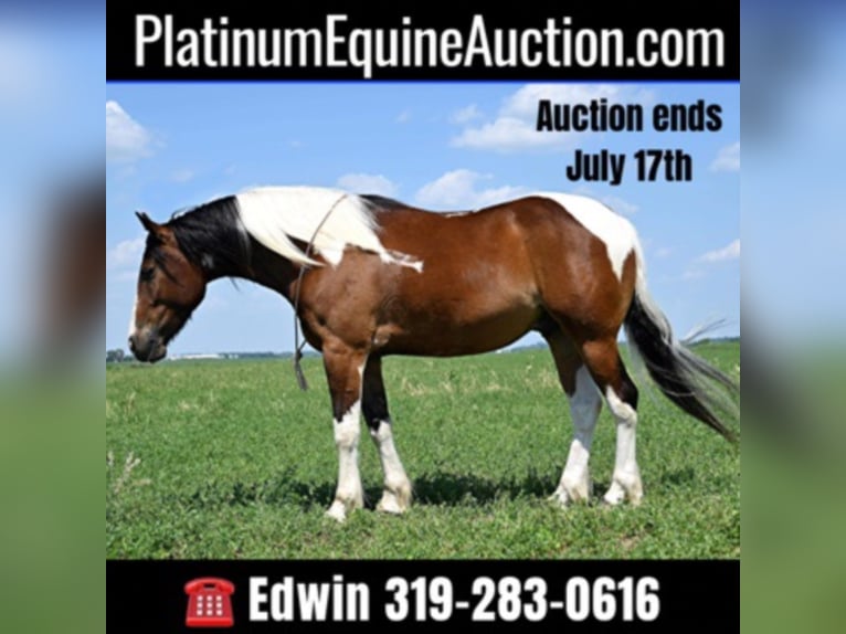 Draft Horse Gelding 7 years 15,2 hh Tobiano-all-colors in Fairbank IA