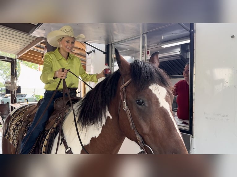 Draft Horse Mix Gelding 7 years 15,2 hh Tobiano-all-colors in Lipan, TX