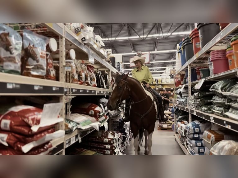 Draft Horse Mix Gelding 7 years 15,2 hh Tobiano-all-colors in Lipan, TX