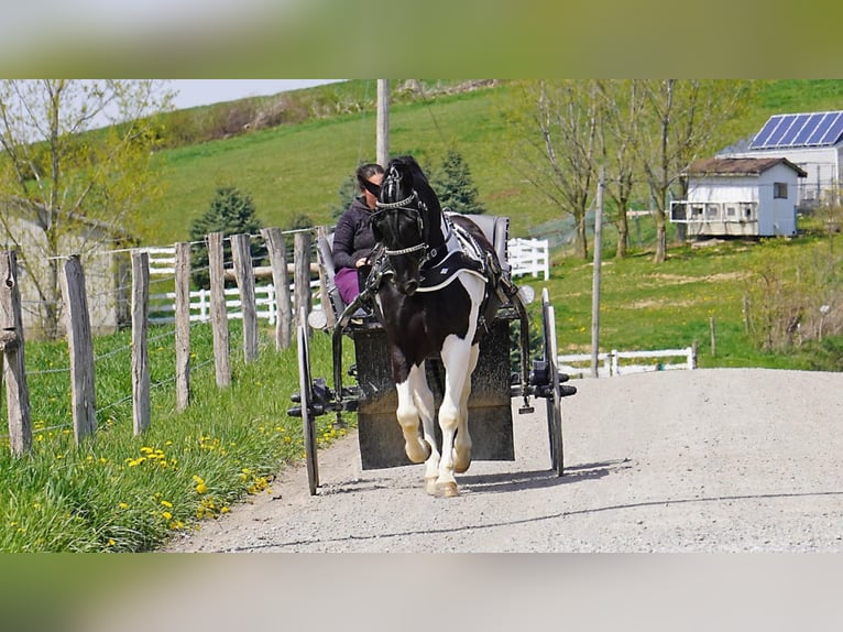 Draft Horse Mix Gelding 7 years 15,2 hh in Fresno, OH