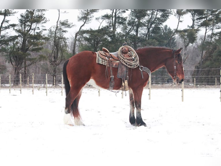 Draft Horse Gelding 7 years 15,3 hh Bay in North Judson IN