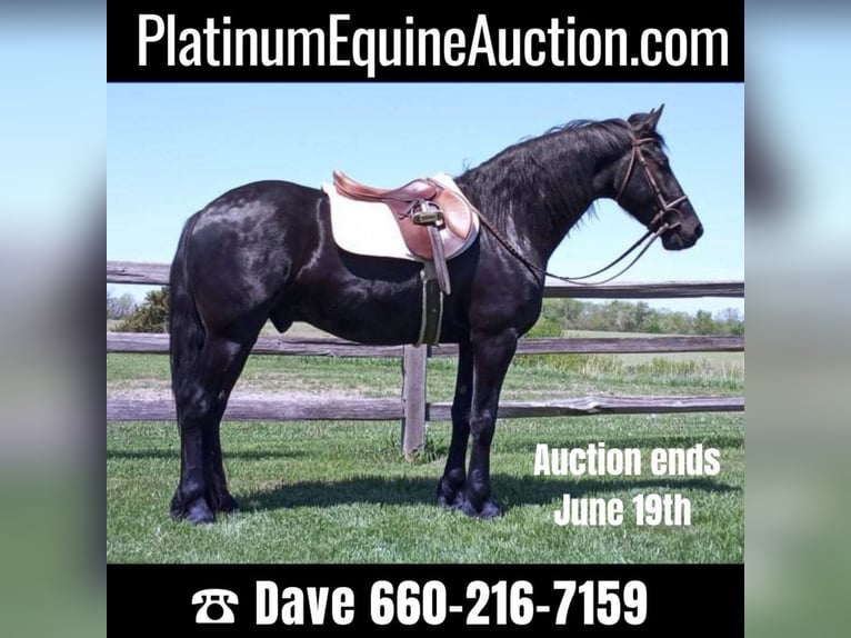 Draft Horse Gelding 7 years 15,3 hh Black in Bloomfield IA