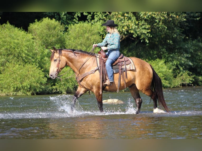 Draft Horse Gelding 7 years 15,3 hh Buckskin in Clarion, PA