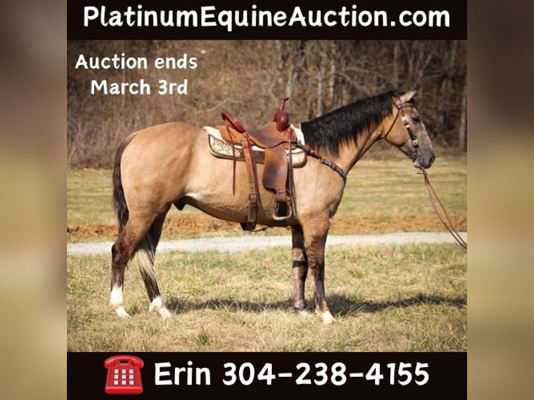 Draft Horse Gelding 7 years 15,3 hh Grullo in Flemmingsburg, KY