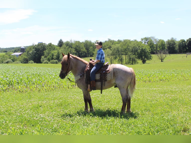 Draft Horse Gelding 7 years 15,3 hh Roan-Red in Everett PA