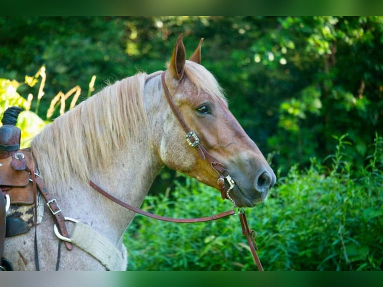 Draft Horse Gelding 7 years 15,3 hh Roan-Red in Everett PA