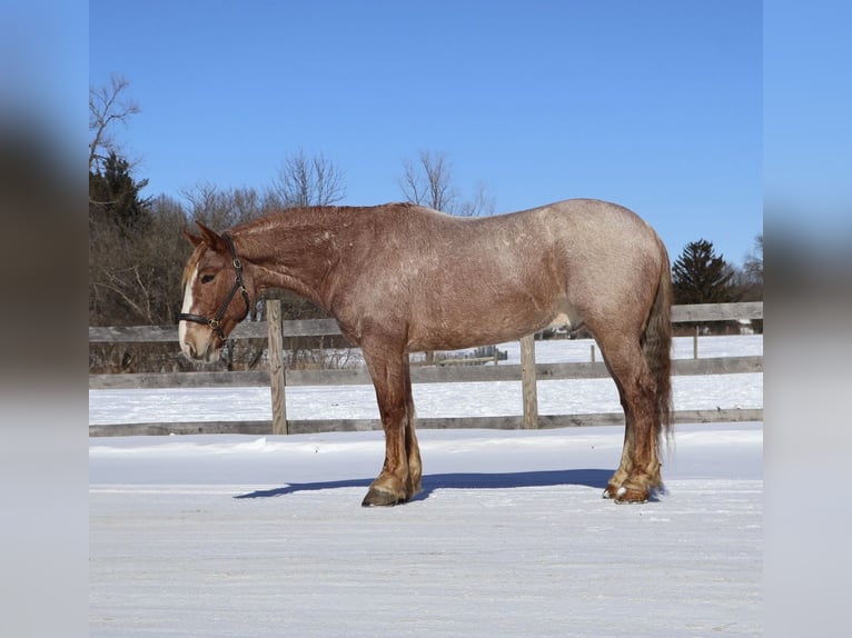 Draft Horse Mix Gelding 7 years 15.3 hh Roan-Red in Howell
