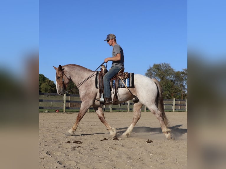 Draft Horse Mix Gelding 7 years 15.3 hh Roan-Red in Howell