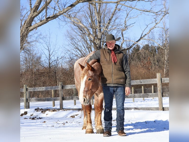 Draft Horse Mix Gelding 7 years 15.3 hh Roan-Red in Howell