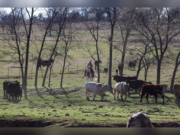 Draft Horse Mix Gelding 7 years 15.3 hh Sorrel in Ripley
