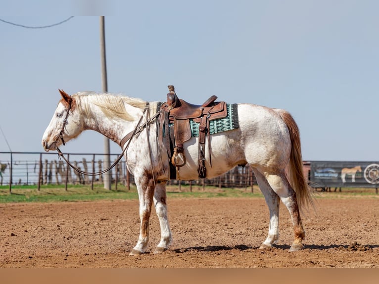 Draft Horse Mix Gelding 7 years 15.3 hh Sorrel in Ripley
