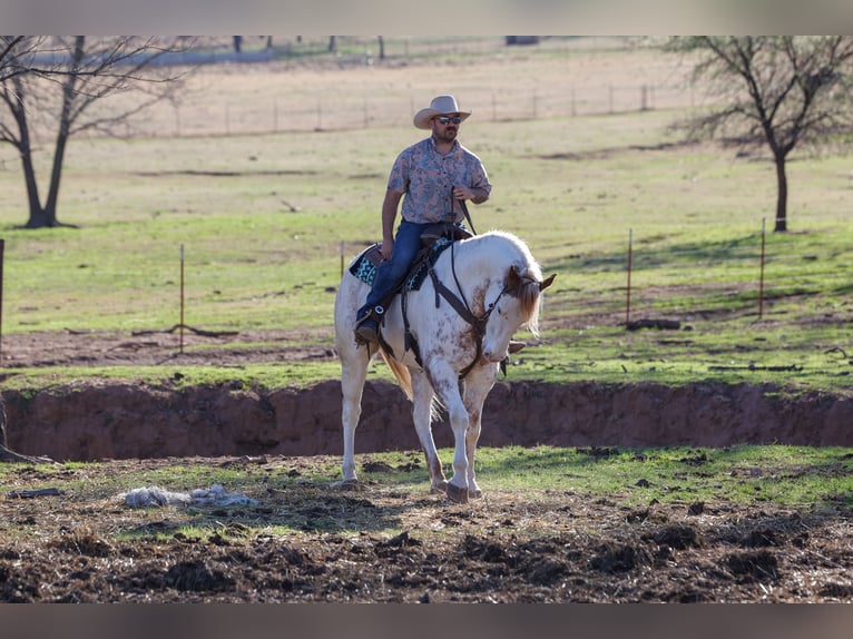 Draft Horse Mix Gelding 7 years 15.3 hh Sorrel in Ripley