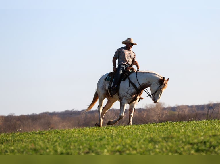 Draft Horse Mix Gelding 7 years 15.3 hh Sorrel in Ripley