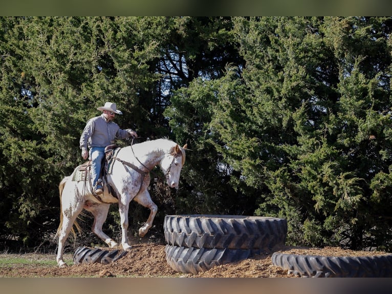 Draft Horse Mix Gelding 7 years 15.3 hh Sorrel in Ripley