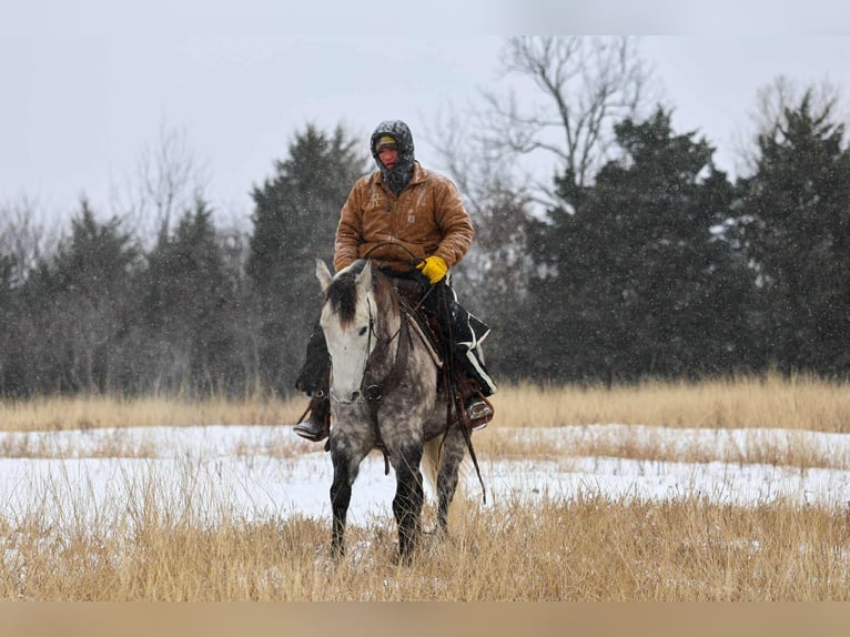 Draft Horse Mix Gelding 7 years 15 hh Grey in Ripley