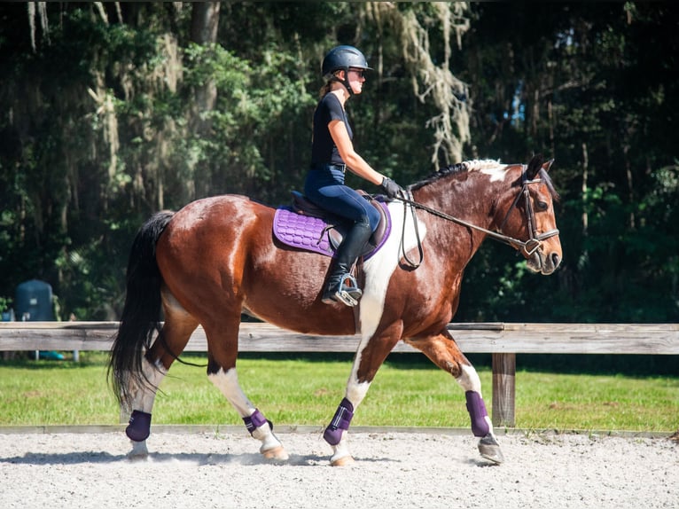 Draft Horse Gelding 7 years 15 hh Pinto in Ocala