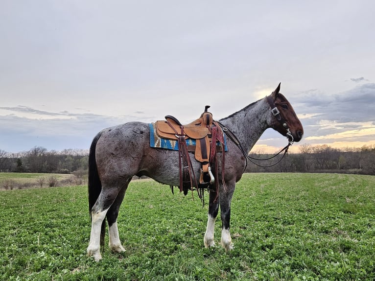 Draft Horse Mix Gelding 7 years 15 hh Roan-Bay in Bedford