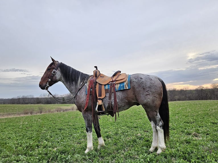 Draft Horse Mix Gelding 7 years 15 hh Roan-Bay in Bedford
