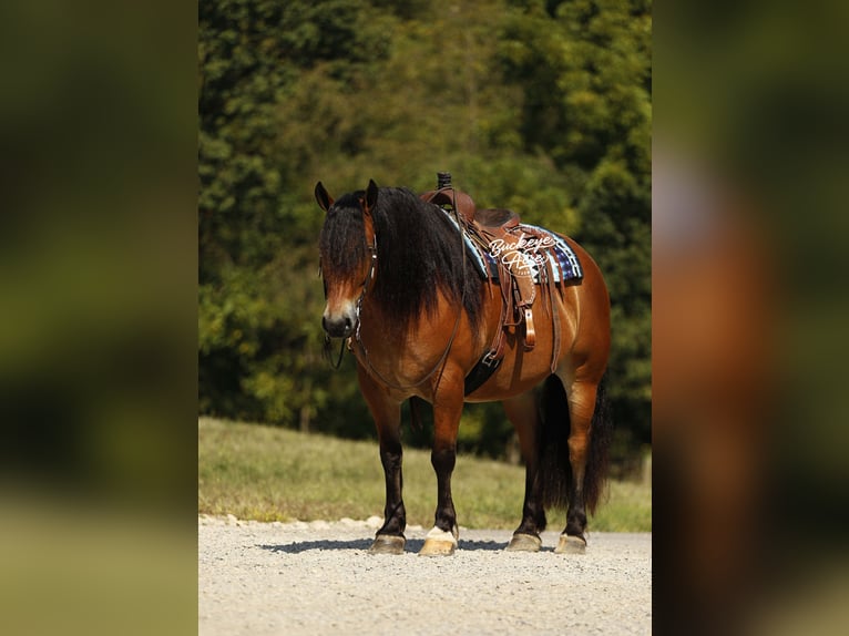 Draft Horse Mix Gelding 7 years 15,2 hh Bay in Millersburg