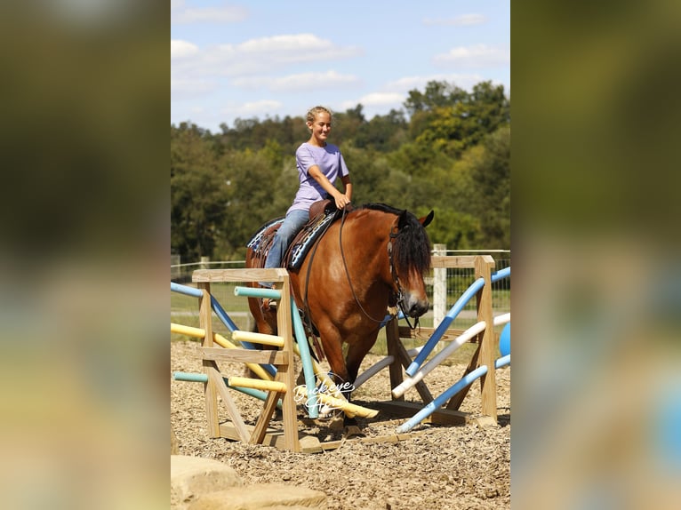 Draft Horse Mix Gelding 7 years 15,2 hh Bay in Millersburg