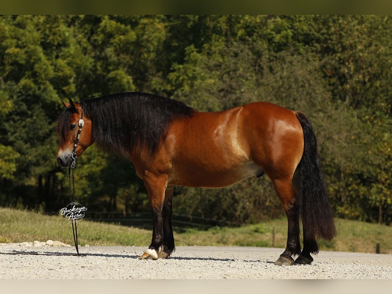 Draft Horse Mix Gelding 7 years 15,2 hh Bay in Millersburg