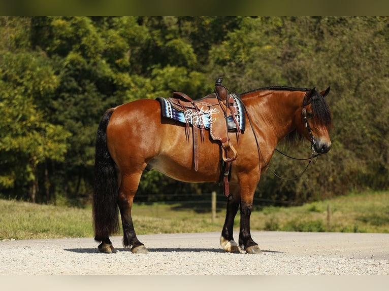 Draft Horse Mix Gelding 7 years 15,2 hh Bay in Millersburg