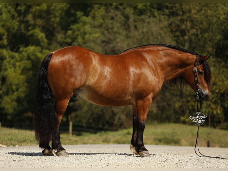 Draft Horse Mix Gelding 7 years 15,2 hh Bay in Millersburg