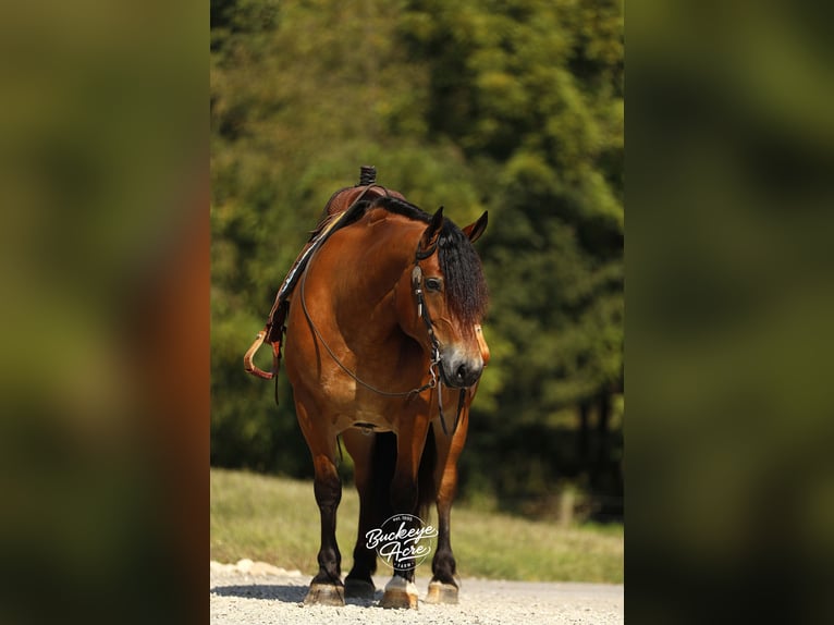 Draft Horse Mix Gelding 7 years 15,2 hh Bay in Millersburg